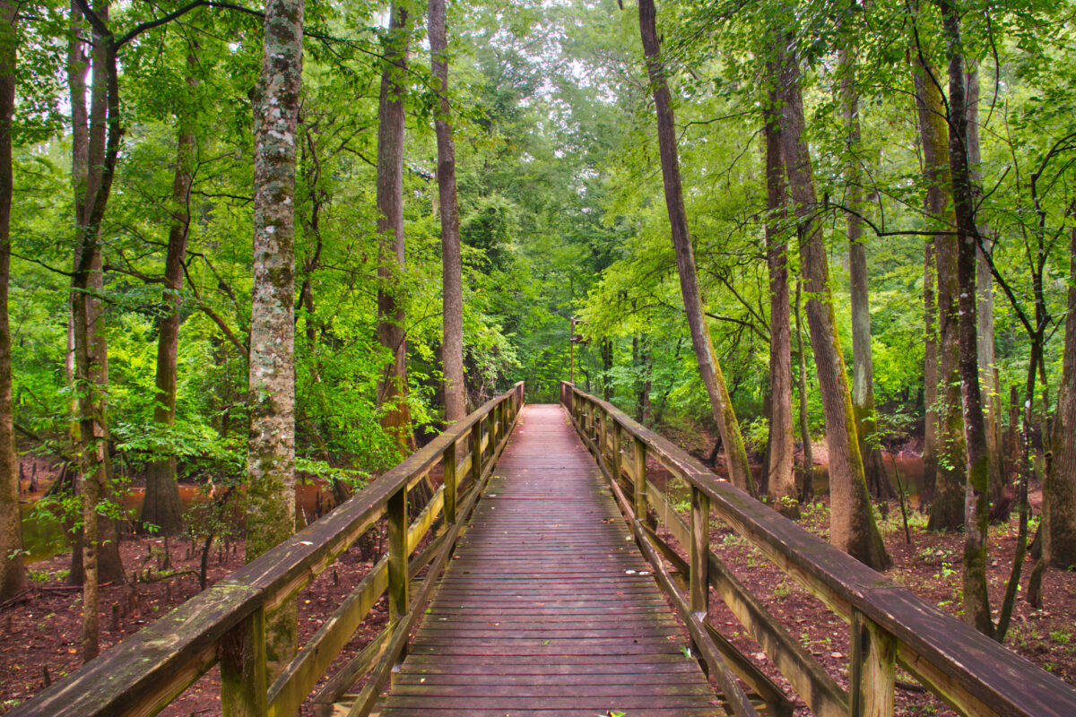 Board Walk in Congaree National Park