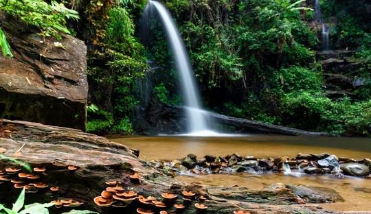 Doi Suthep-Pui National Park