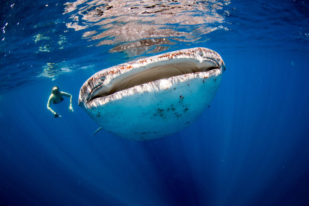 Woman swimming with a whale in Donsol, Philippines