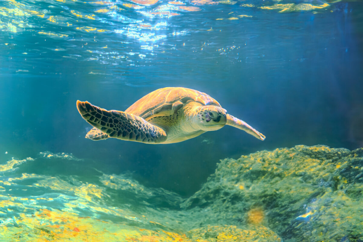10 Wildlife Destinations That Will Transform Your 2026 Travel