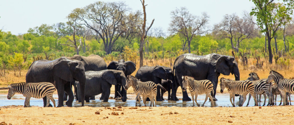 Wild Africa: 10 Unforgettable Safari Destinations for Animal Lovers