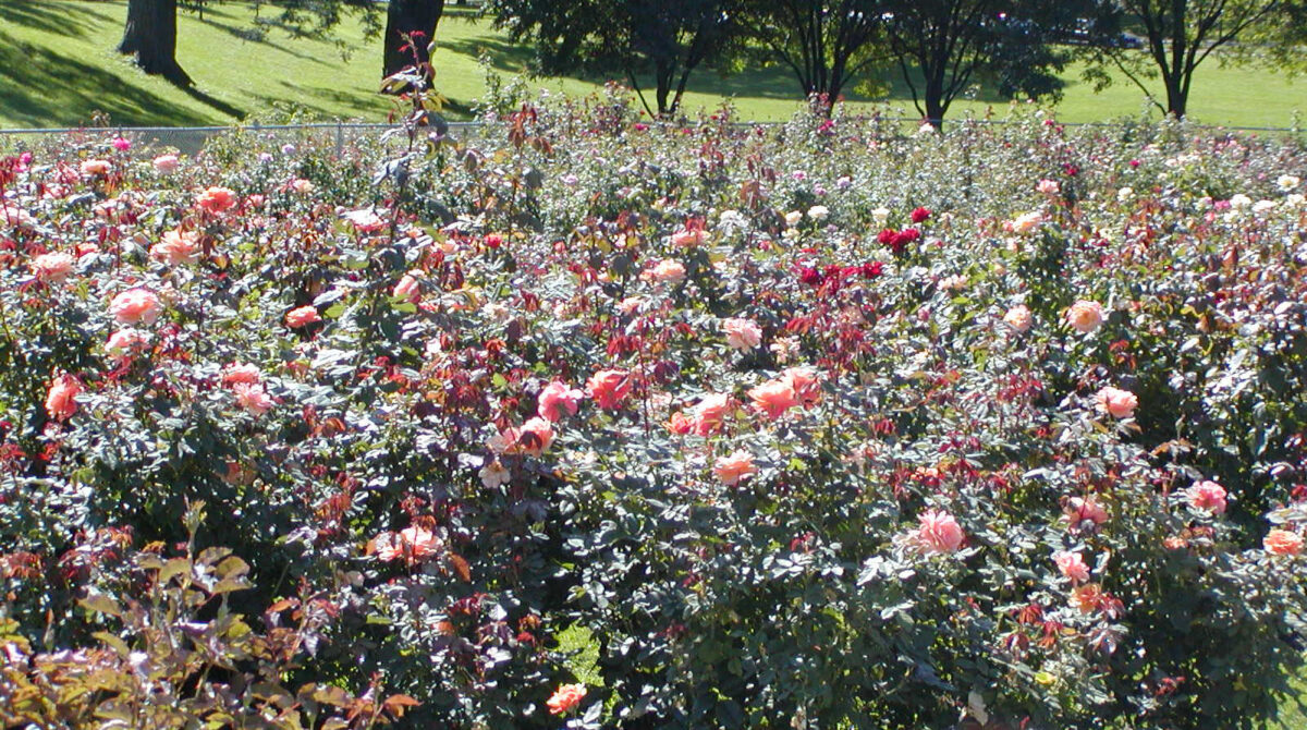Lyndale Park Rose Garden