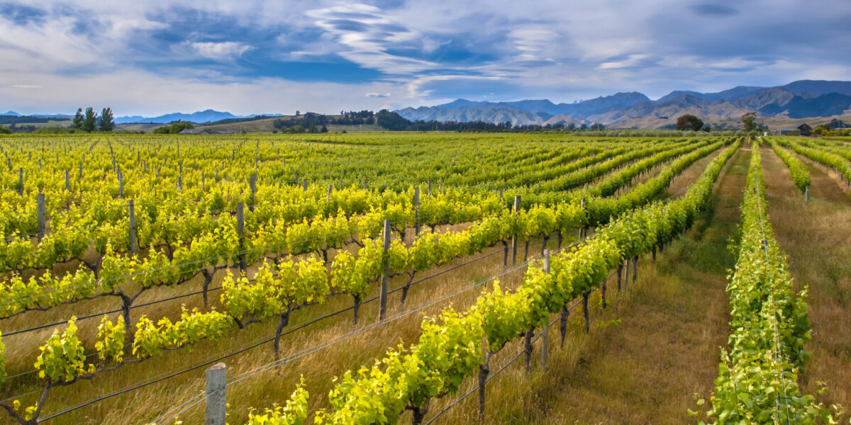 Stunning rows of grapevines in Marlborough wine region with mountains in background New Zealand