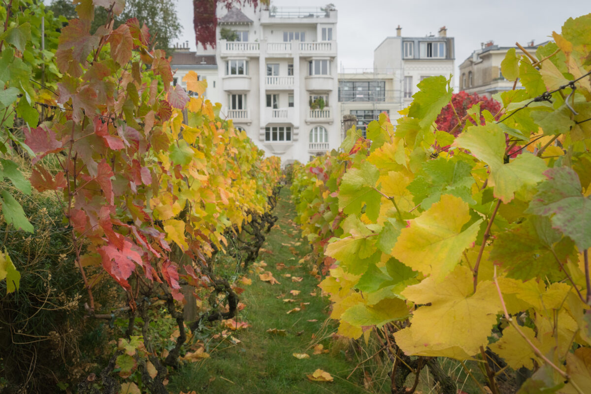 The vineyards of Montmartre