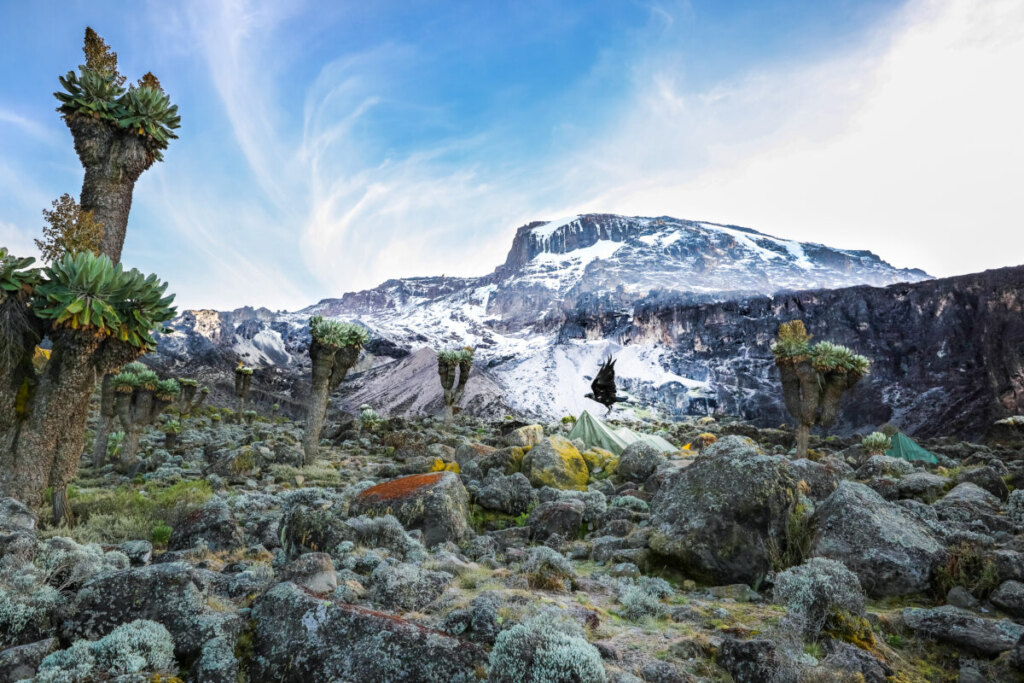 Camp area close to the snow covered Mount Kilimanjaro in Tanzania, Africa