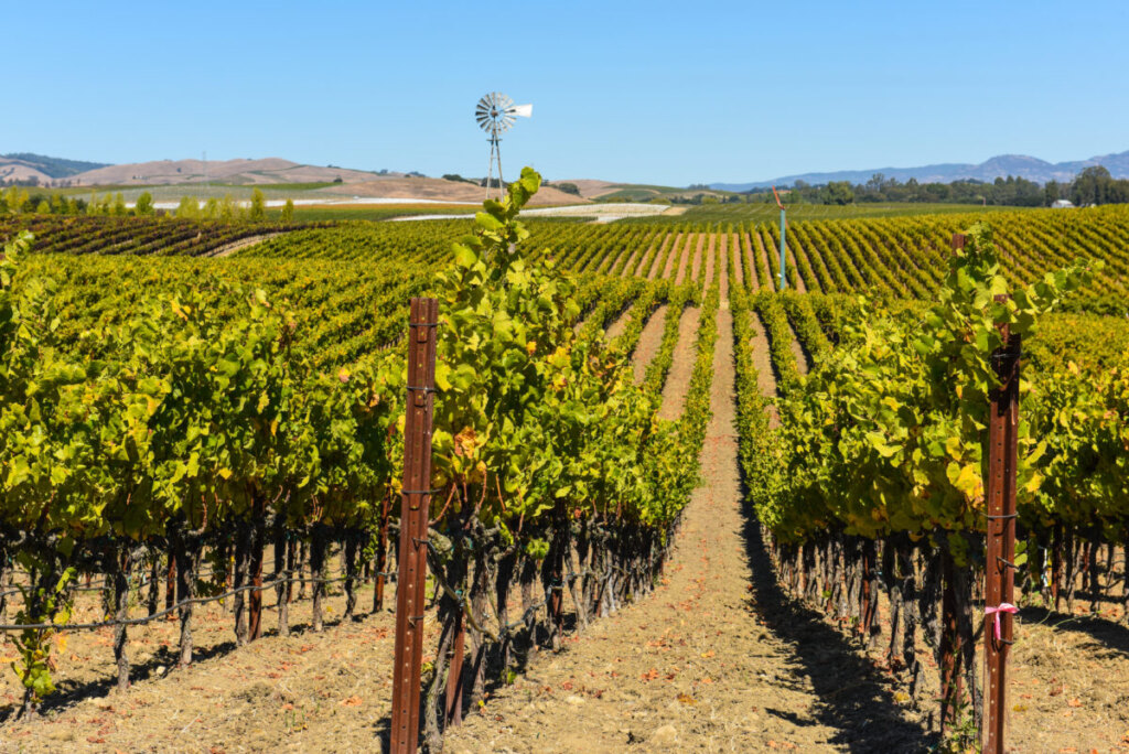 Panoramic view of the scenic vineyards in Napa Valley, California