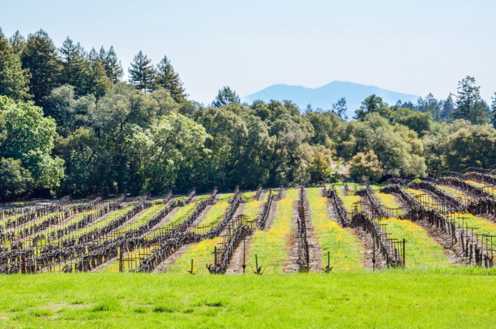 Panoramic view of vineyards during the winter in Napa Valley, California