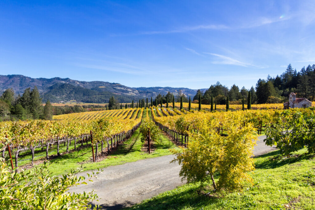 Autumn foliage of the vineyards in Napa Valley, California