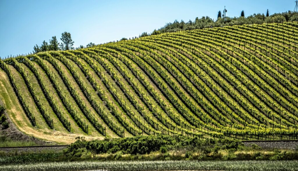 Panoramic view of the vineyards in Sonoma and Napa Valley, California