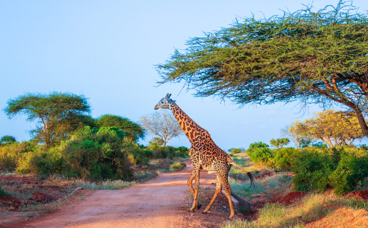 Hidden Gems in Kenya: Budget-Friendly Exploration of Masai Mara and Beyond