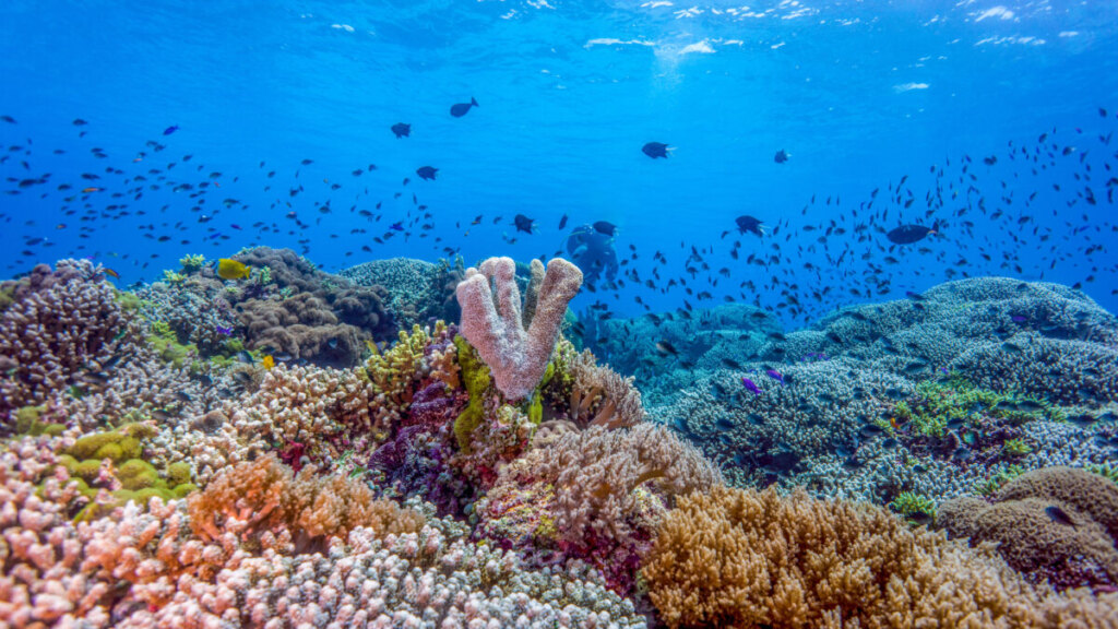 Tubbataha Reef in Philippines