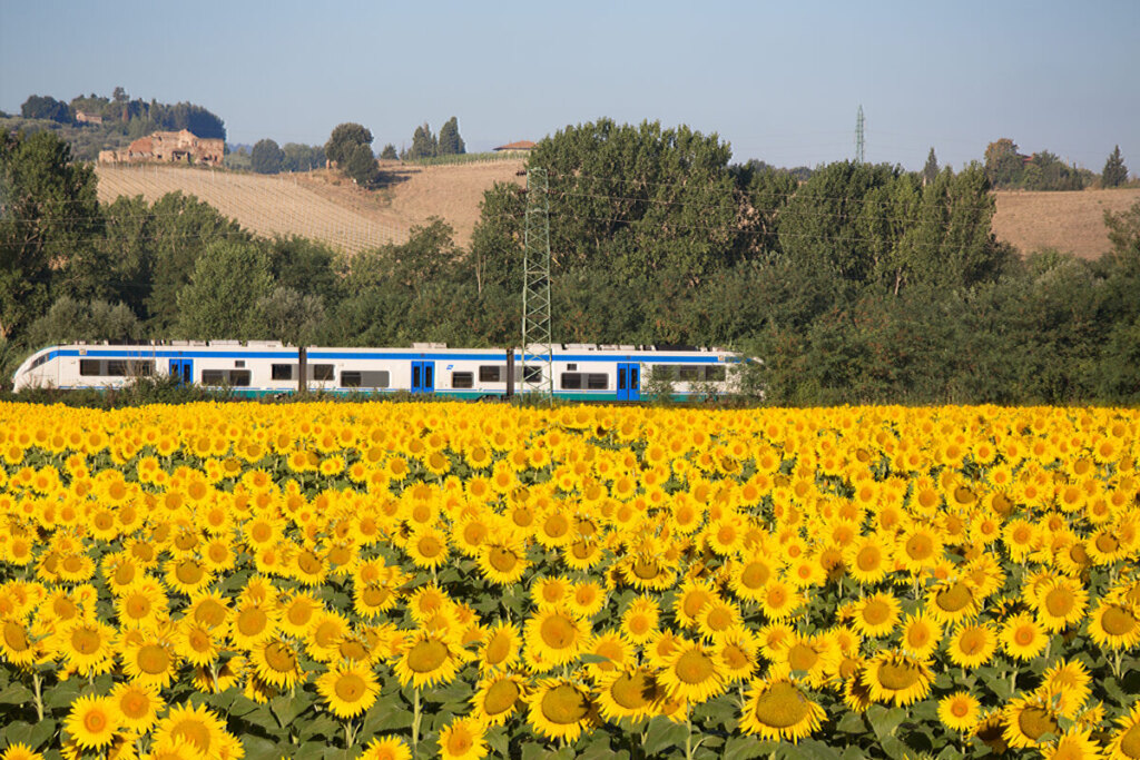Train headed for Florence passing by the Tuscany, Italy sunflower field